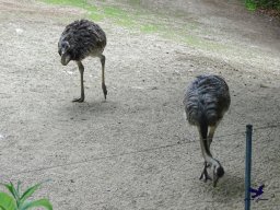 Tiergarten Schönbrunn am 15.05.2025